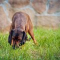 犬はどうして食糞行…