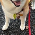 お友だちに『おやつ…