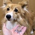 ちょうだいちょうだ…