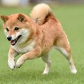 柴犬は賢い？なぜバ…