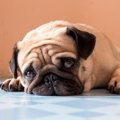 温暖化で犬が鬱に?!…
