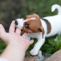 犬が「甘噛み」をし…