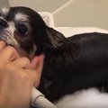 泡風呂を堪能するチ…