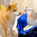 不安で鳴く老犬…それ…