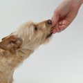 犬にとっておやつは…