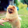 犬への甘やかしで逆…