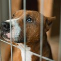 犬の『わがまま』は…