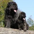 知ってる犬種はいる…