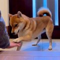 犬と『掛け声で気合…