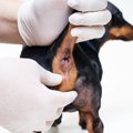 犬の『肛門腺絞り』…