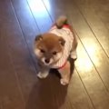 柴犬子犬のヨチヨチ…