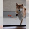 「入れて～」網戸を…