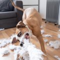 犬がわがままになっ…