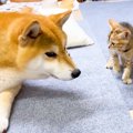 『赤ちゃん猫の育児…
