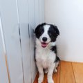 犬に教えられる『ち…