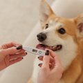 犬の『平熱』は何度…