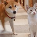 犬と猫2匹に『持って…