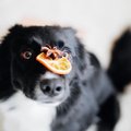 犬に『香辛料』が絶…