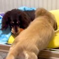 妹犬におもちゃを取…