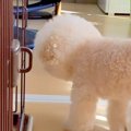 『風邪ひいた、どう…
