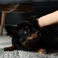 犬がトラウマを抱え…