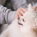 犬が『邪魔しないで…