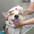 犬がシャンプーを嫌…