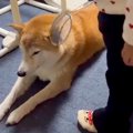 小さな女の子に『検…