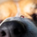 犬が『刺されると危…