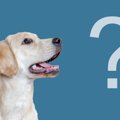 愛犬の『あだ名』は…