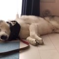 散歩を拒否するハス…