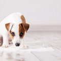 犬がトイレを使った…