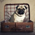 犬を海外から輸入す…