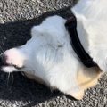 散歩をしていたら、…