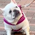 散歩で『飼い主がリ…