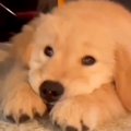 あご乗せポーズをす…