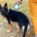 警察犬訓練所を卒業…