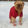 犬に『靴』って必要…