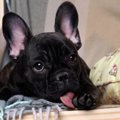犬が自分の身体を舐…
