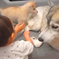 大型犬と赤ちゃんの…