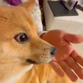 犬を撫でている最中…