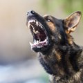 犬が『キレている』…