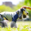 犬が「認知症」にな…