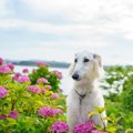 道端に犬のウンチ…処…