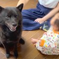 犬が赤ちゃんに『過…