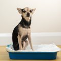 犬がトイレの失敗を…