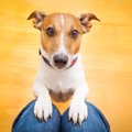 犬のわがままを聞き…