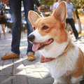 お散歩での子犬の社…