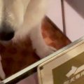 カッコいい大型犬が…
