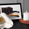 犬のお葬式で必要な…